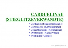 Carduelinae (Stieglitzeverwandte)